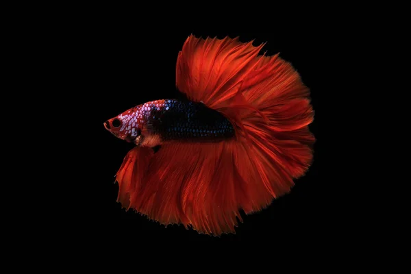 Betta Fish Siamese Fighting Fish Siamese Fighting Fish Betta Splendens — Stock Photo, Image