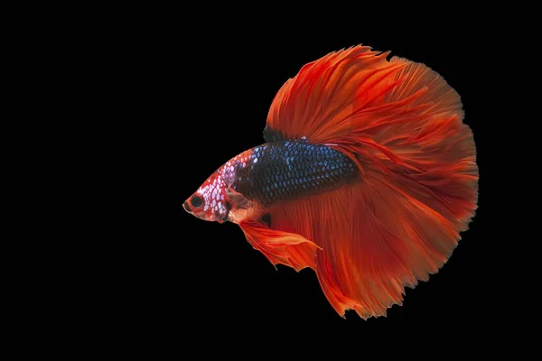 Betta Fish Siam Fighting Fish Siam Fighting Fish Betta Splendens — Stok Foto