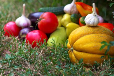 Sonbahar Çim Hasadı: Karpuz, Domates, Salatalık, Biber, Kabak, Patlıcan ve Sarımsak