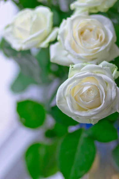 Pencerenin Yanındaki Vazoda Beyaz Güller — Stok fotoğraf