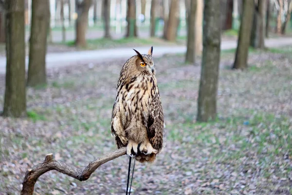 Sova Sedí Větvi Parku — Stock fotografie