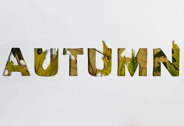 Inscription Autumn White Background Maple Leaves — Stock Photo, Image