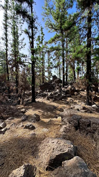Mavi gökyüzüne karşı çam ormanları. Teide Dağı 'na Sahne Yükselişi, Tenerife