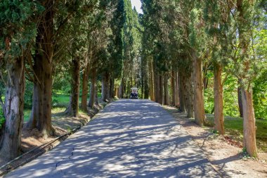 Sochi. Botanik Bahçesi. Park meyve bahçeleri ve gezi tatil