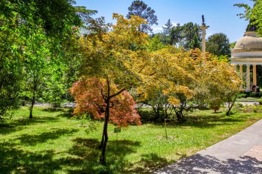 Sochi. Botanik Bahçesi. Park meyve bahçeleri ve gezi tatil