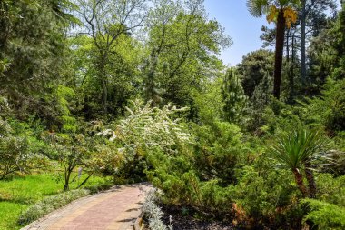 Sochi. Botanik Bahçesi. Park meyve bahçeleri ve gezi tatil