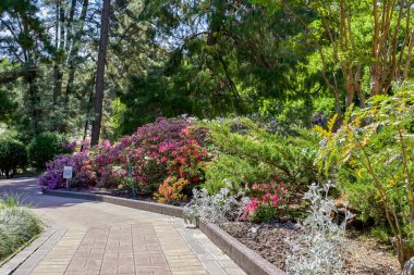 Sochi. Botanik Bahçesi. Park meyve bahçeleri ve gezi tatil