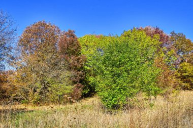 Kuzey Kafkasya sonbahar orman