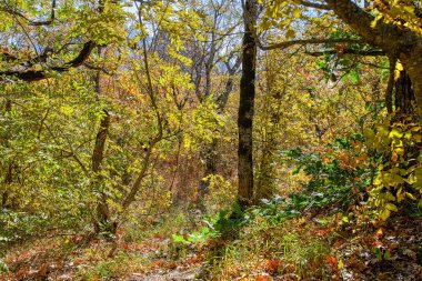 Kuzey Kafkasya sonbahar orman