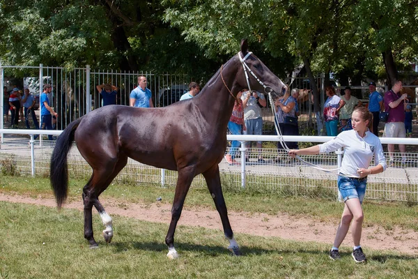 Pyatigorsk Race Hippodrome Exposition Chevaux Akhal Teke — Photo