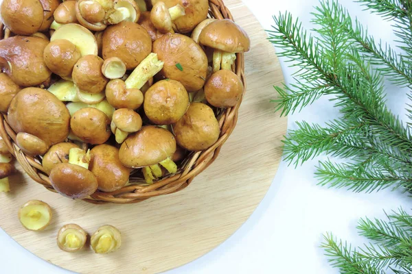 Hongos Boletus Crudos Una Cesta Mimbre Rama Árbol Navidad — Foto de Stock