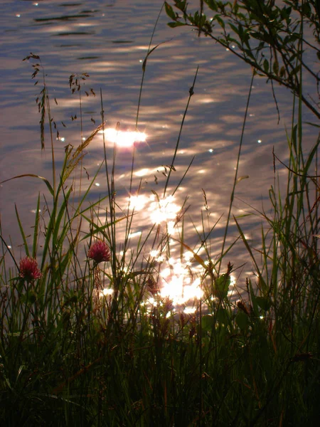 Concentration Sélective Silhouettes Noires Herbe Fleurs Crépuscule Sur Fond Flou — Photo