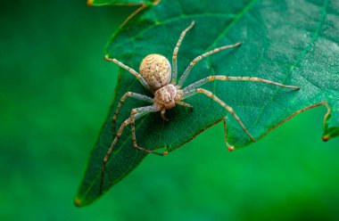 Asma yaprağında büyük bir bahçe örümceği. Yaklaş, makro. Seçici odak.