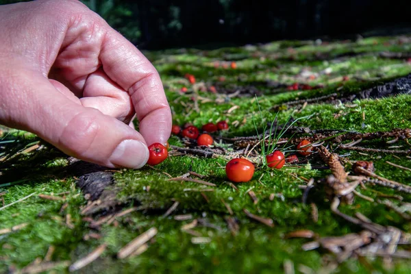 女人的手在树林里的绿色苔藓上采摘红色的浆果 宏观摄影中的生态学概念 — 图库照片