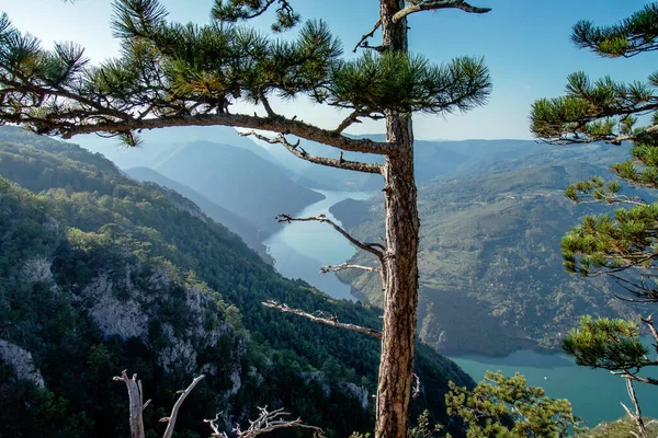  Tara 'dan Drina nehrinin kanyonuna panoramik bir bakış açısı çam ağacının içinden.