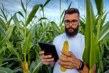 Mısır tarlasında dikilen çiftçi mısır koçanları teftiş ediyor ve tablet bilgisayarla fotoğraf çekiyor. Toplama-hasat için hazır mı diye kontrol ediyor. Tarımda modern teknoloji kavramı. Seçici odak