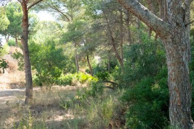 Akdeniz ormanlarında doğal çam ağaçları ve palmiyeler