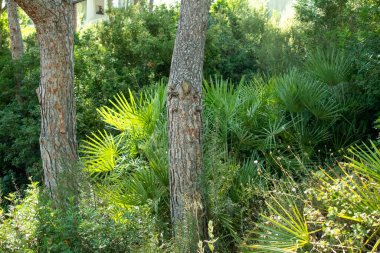 Akdeniz ormanlarında doğal çam ağaçları ve palmiyeler