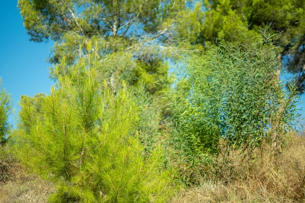 Gałęzie Sosny Śródziemnomorskim Lesie — Zdjęcie stockowe