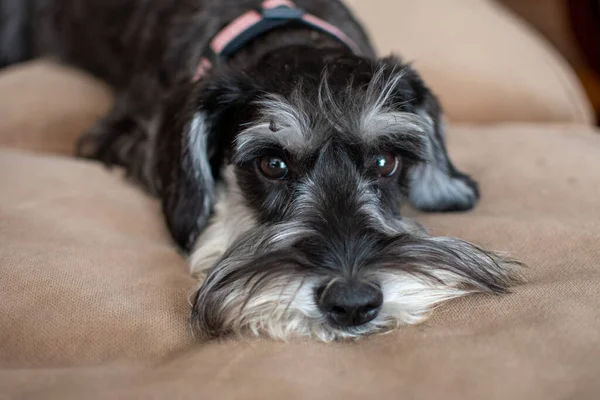 シュノーザー子犬犬は嘘をつき ベッドで寝ています — ストック写真