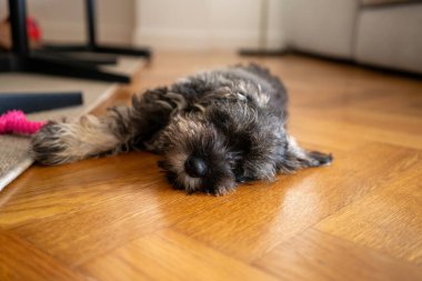 Schnauzer yavru köpeği evde yerde yatıyor..