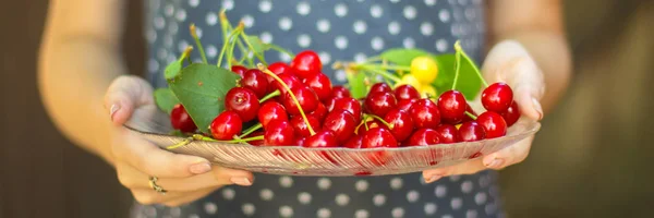 cherries, fruits, harvest (ripe and juicy fruits). topcopy space. food background