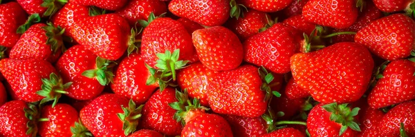 草莓成熟多汁的红莓概念健康饮食 食物背景顶视图文本复制空间 — 图库照片