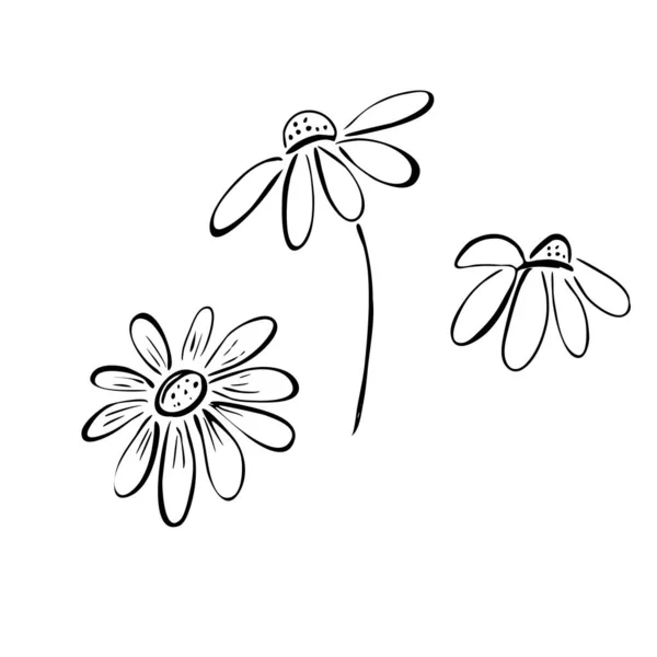 Set Van Madeliefjes Bloemen Doodle Stijl Schets Zwarte Lijnen Vector — Stockvector