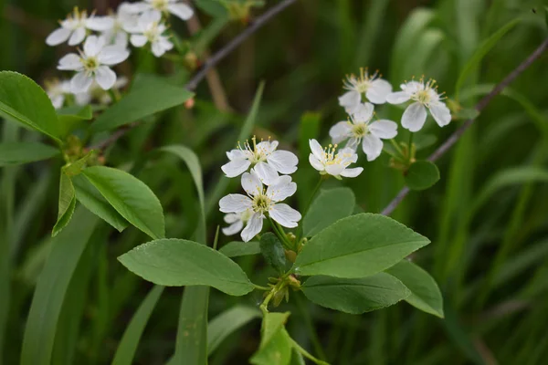  ağaç, kiraz, çiçek, çiçeklenme, bahar, dal, doğa, bitki, çiçek, çiçek, renk