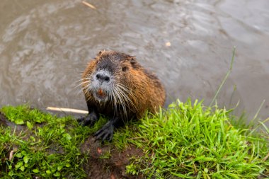 Nutria nehirden kıyıya tırmanıyor.