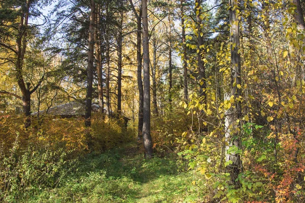 Rússia Ecaterimburgo Floresta Outono Dentro Dos Limites Cidade — Fotografia de Stock