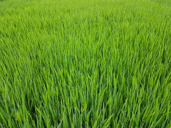 Ladang Rumput Hijau Benih Gandum — Stok Foto