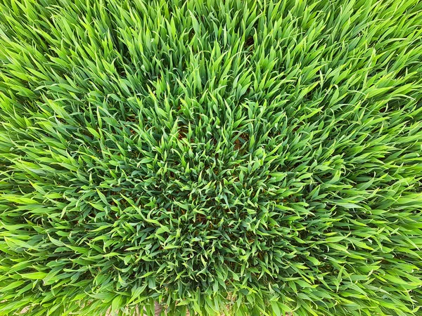 Green grass background texture. Green lawn texture background. top view