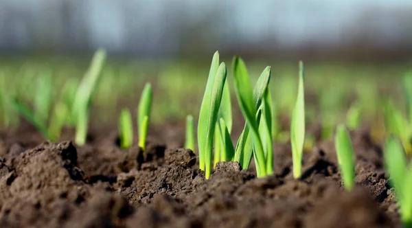 幼小麦或草苗生长在土壤上 图库照片