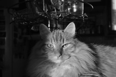 Büyük tüylü bir kedinin tek renkli portresi.