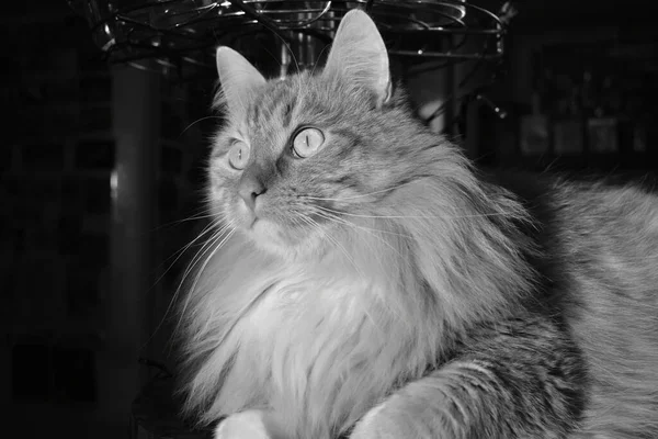 Černobílý Portrét Velké Nadýchané Překvapené Kočky — Stock fotografie
