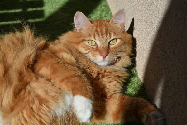 Solbelyst Stor Ingefära Sibirisk Katt Med Vita Tassar Liggande Ett — Stockfoto