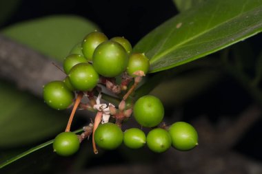 Ber, Ziziphus Mauritiana ve Rhamnaceae 'nin yumuşak meyveleri.
