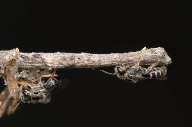 Bir grup Cockoo yaprak kesicisi bir dal üzerinde dinleniyor..