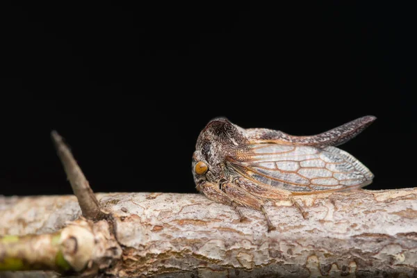 Een Plant Hopper Rustend Gedroogde Acacia Breeuwt Tegen Zwarte Ondergrond — Stockfoto