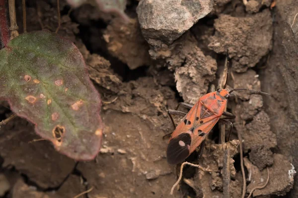 Dorsale Shot Van Zaad Bug Zijn Habitat Laten Zien — Stockfoto