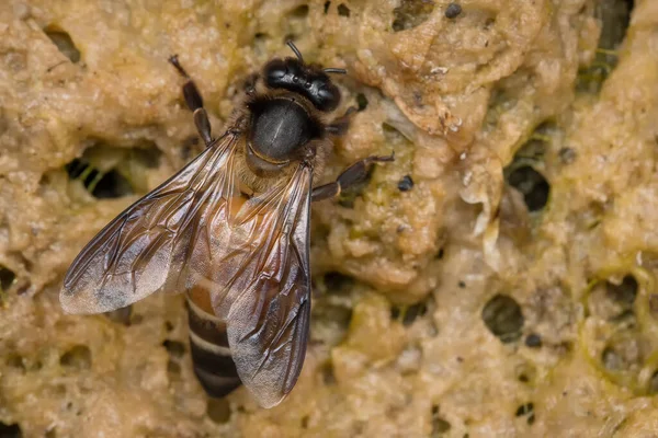 Indian Rock Honeybee Bebiendo Agua Musgo Vista Dorsal Mostrando Cuerpo — Foto de Stock