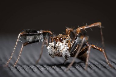 Photo of a jumping spider (Portia sp) sitting on a nylon fabric bag looking left clipart