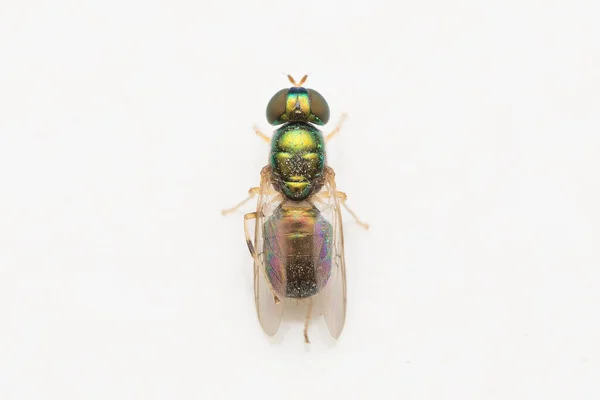 Foto Van Metaalsoldaatvlieg Microchrysa Polita Close Tegen Witte Achtergrond — Stockfoto