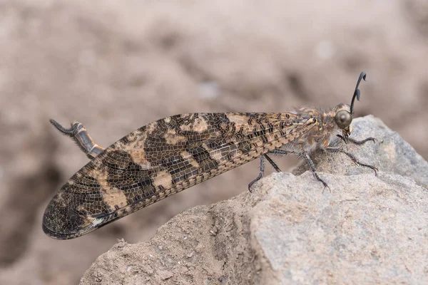 Een Foto Van Zijaanzicht Van Mierenleeuw Indopalpares Pardus Zittend Een — Stockfoto