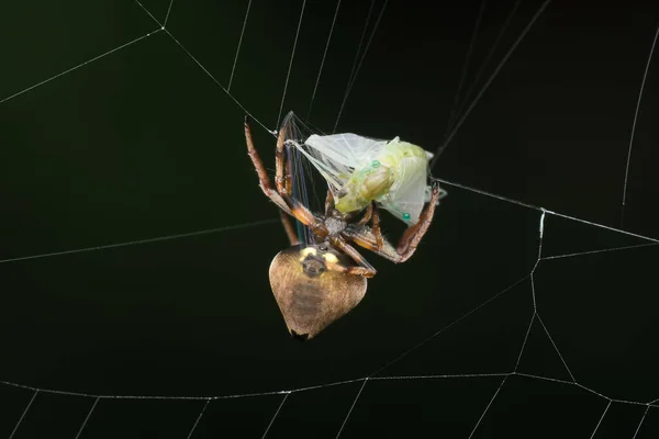 Fotos Der Spinne Erovixia Excelsa Die Eine Eintagsfliege Mit Ihrer — Stockfoto