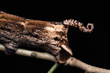Ölüm Şahin Güvesi 'nin dikenli kuyruğu, Acherontia lachesis, Siyah arka plana karşı Sphingidae Ailesi.