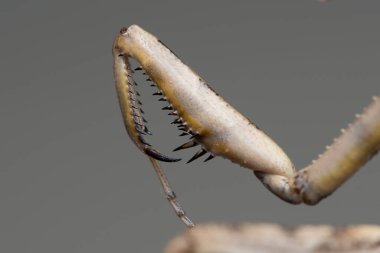 Peygamberdevesinin bacaklarında raptorial modifikasyon görüntüsü (Iris oratoria)