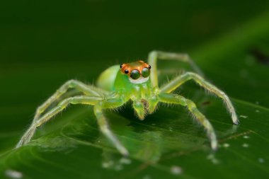 Yeşil bir yaprağın üzerinde oturan yeşil atlayan örümcek portresi (epeus flavobieatus)