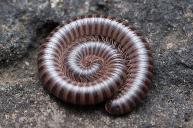 Fotoğraf: Juvenile boyanmış milipidae (Xenobolus carnifex)